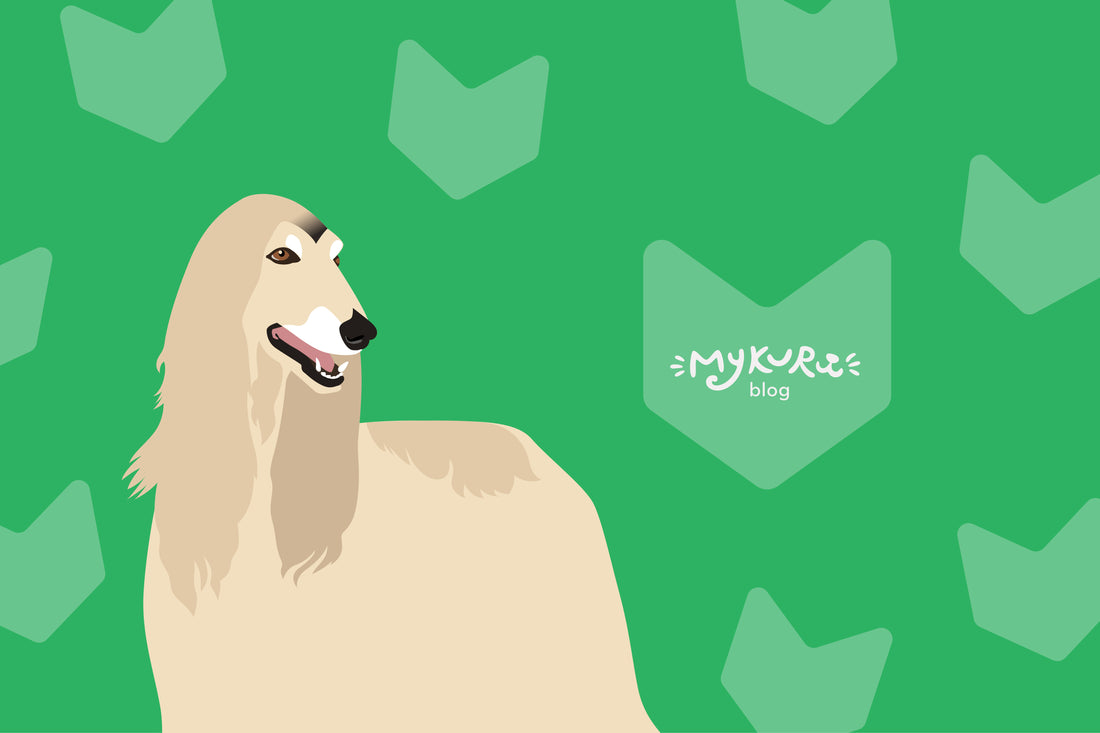 Unveiling the Majestic Afghan Hound: History, Origins, and Unique Qualities