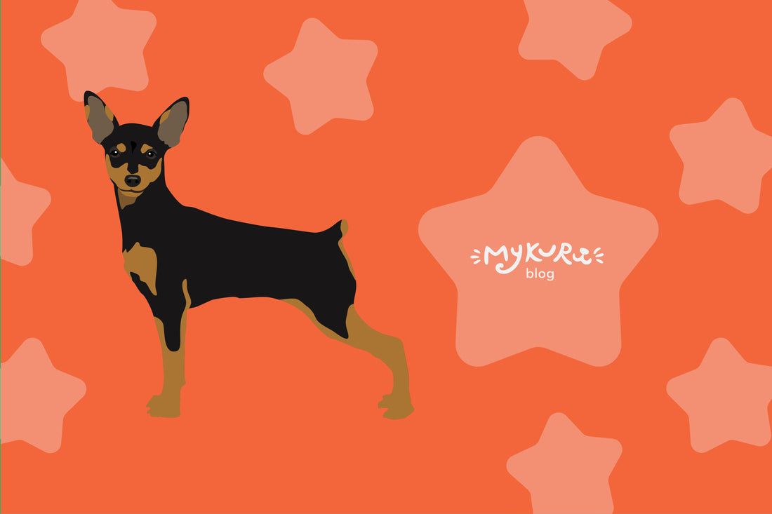Unleashing the Charm: Discover the Miniature Pinscher's Unique Breed Traits